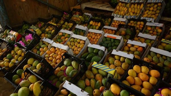 Mango prices rise on September 20