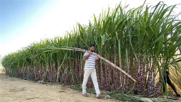 Ex-Minister Warns Cane Cutback Risks Price Hike