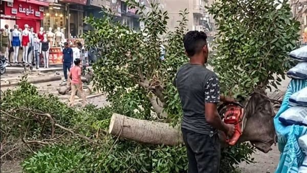 Tree Cutting Continues on Mustafa Hafez Street