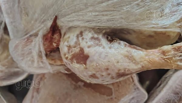 Rotten chickens found in Port Said restaurant