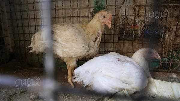 Chicken prices drop today