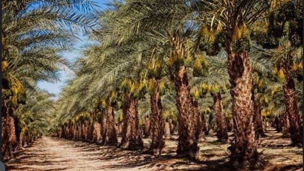 Expert urges government to curb palm tree craze