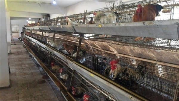 Ain Shams Agriculture Dean Opens Poultry Farms