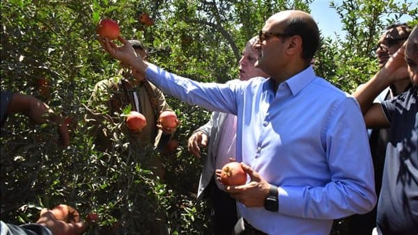 Alexandria Governor Observes Pomegranate Export Growth