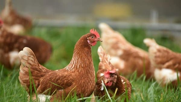 Chicken prices drop on October 13