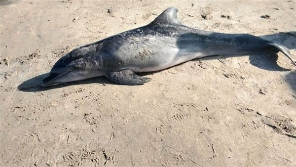 Fishing net tied to dolphin's death at Ras El Bar