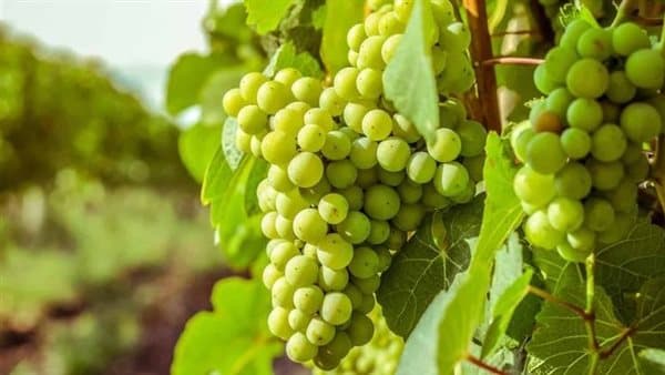 Dreaming of Green Grapes and Job Growth