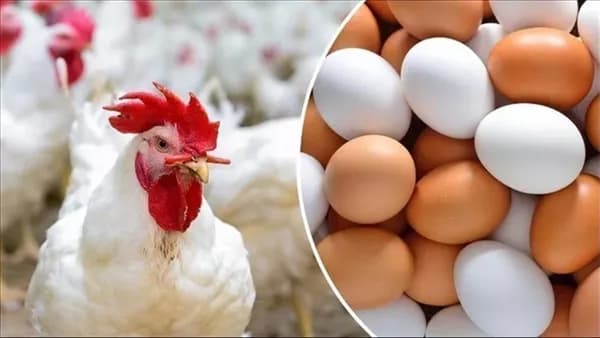 Poultry Division Calls for Fair Pricing