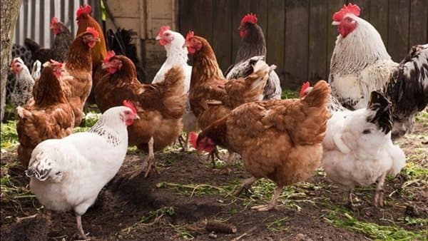 Chicken prices fall to 5 pounds