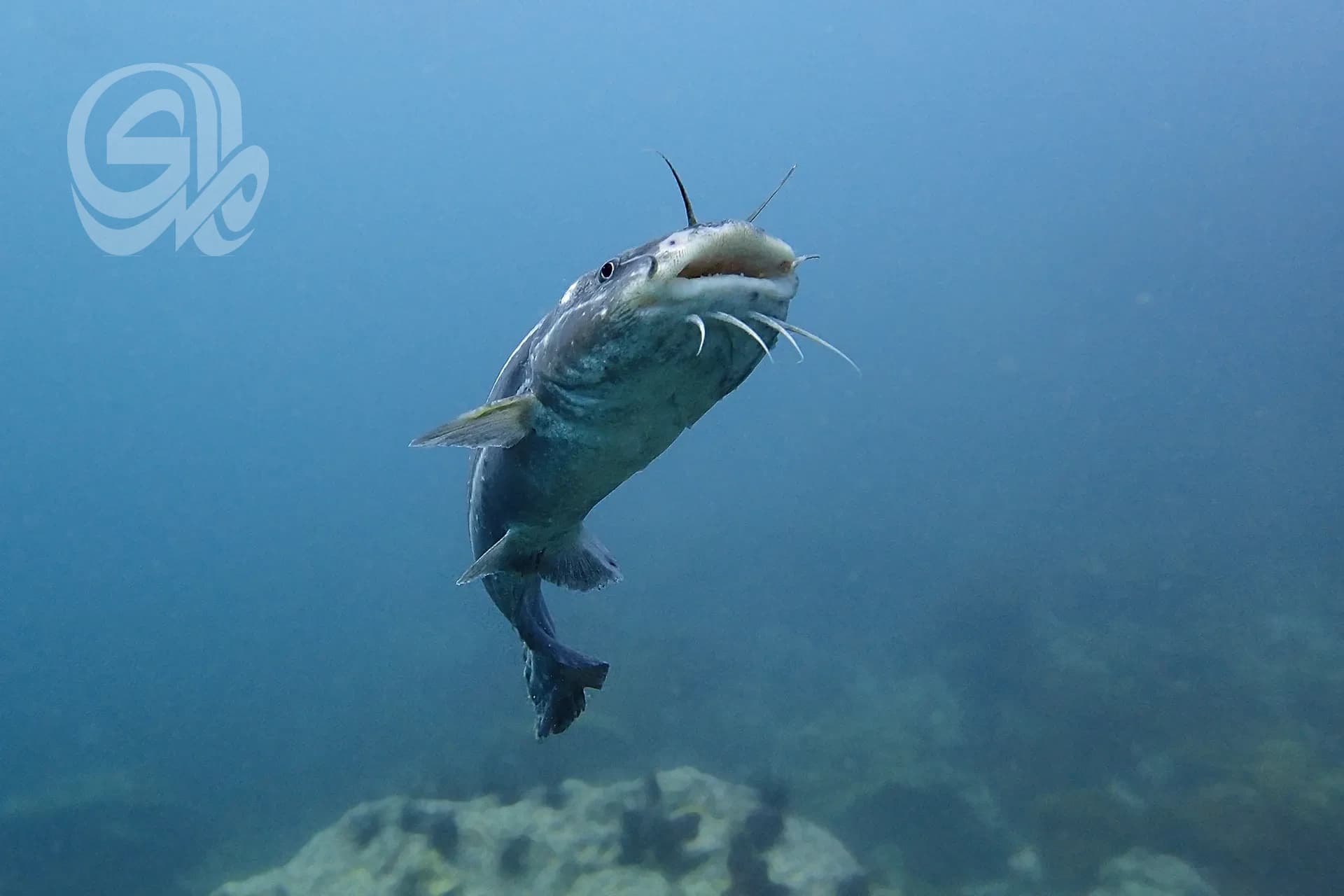 African clawed frog threatens fish stocks