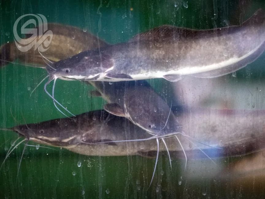 African Beast Threatens Resources as Monitoring Maps Advance