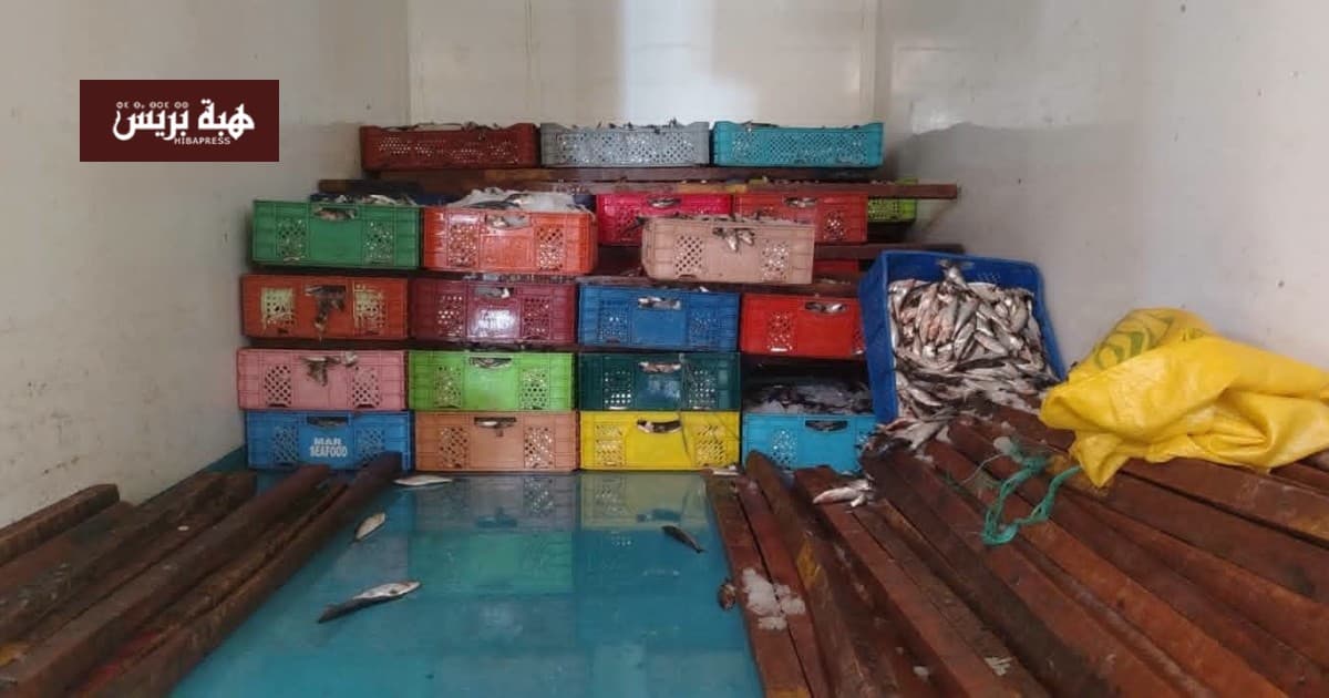 Volcano Seizes and Destroys Over a Ton of Rotten Sardines