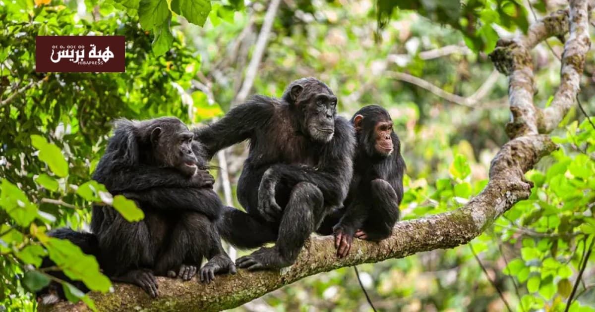 Monkeys Show Human-like Geometry Skills