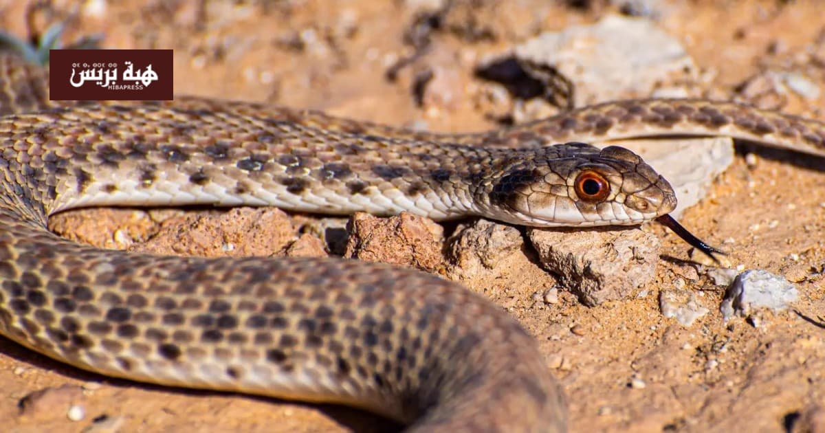 Ancient 85-Million-Year-Old Snake Fossil Reveals Reptile History