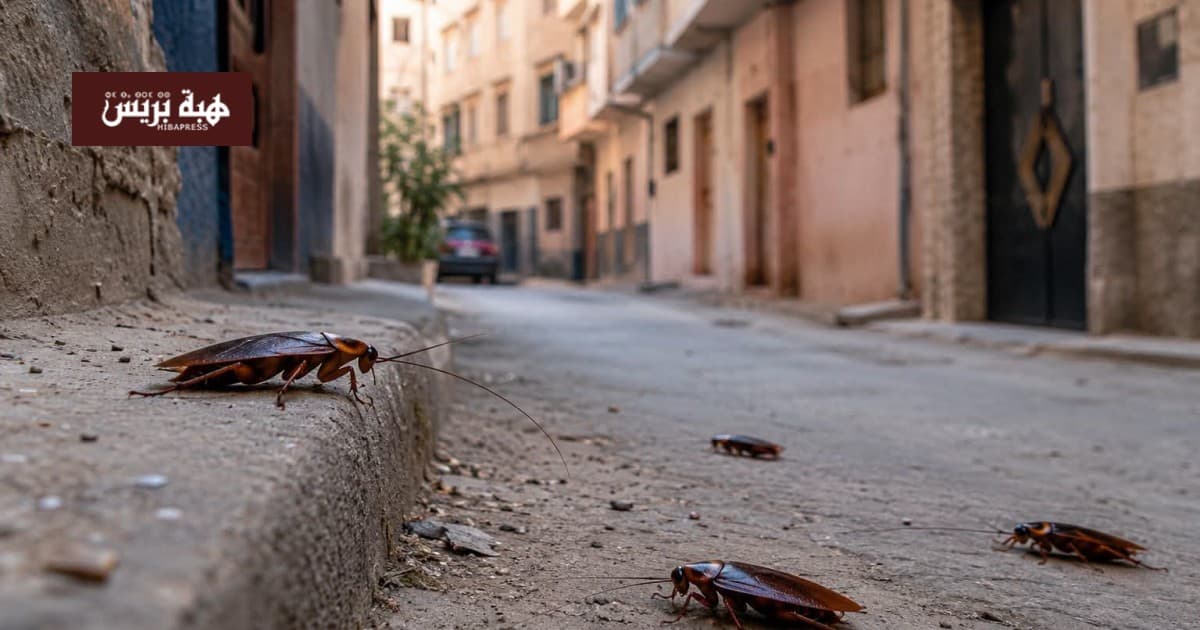 Cockroach Infestation in Al Hoceima Neighborhoods