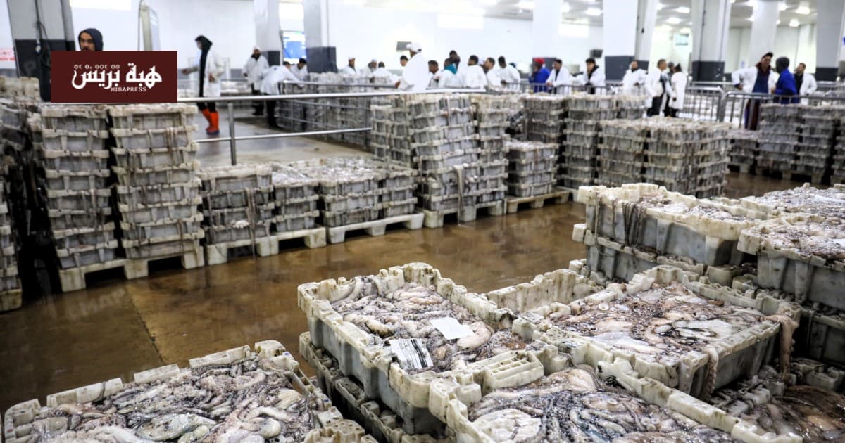 Laayoune Port Begins Strong Summer Octopus Season