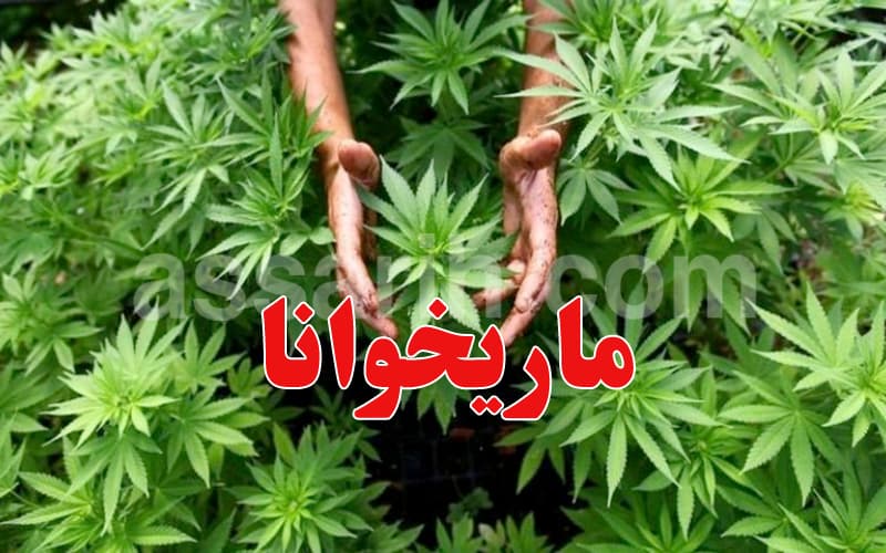 Marijuana Seized from Foreigners in Hostel