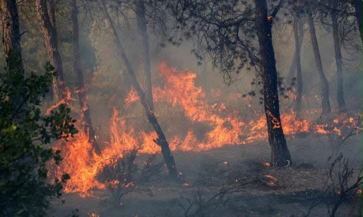 Wildfires cause destruction in Algeria