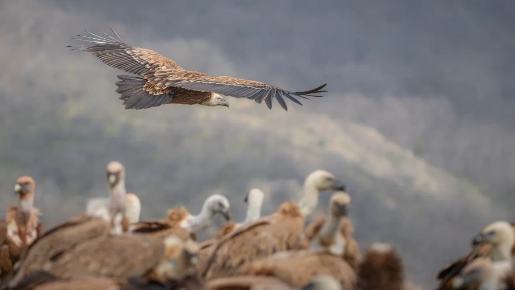 Eagles as Nature's Clean-up Crew