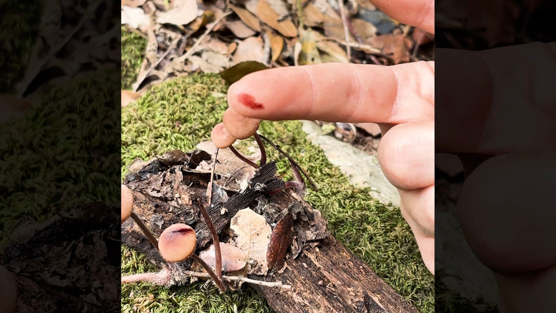 Lebanon Forests Hold Mysterious Blood Spill