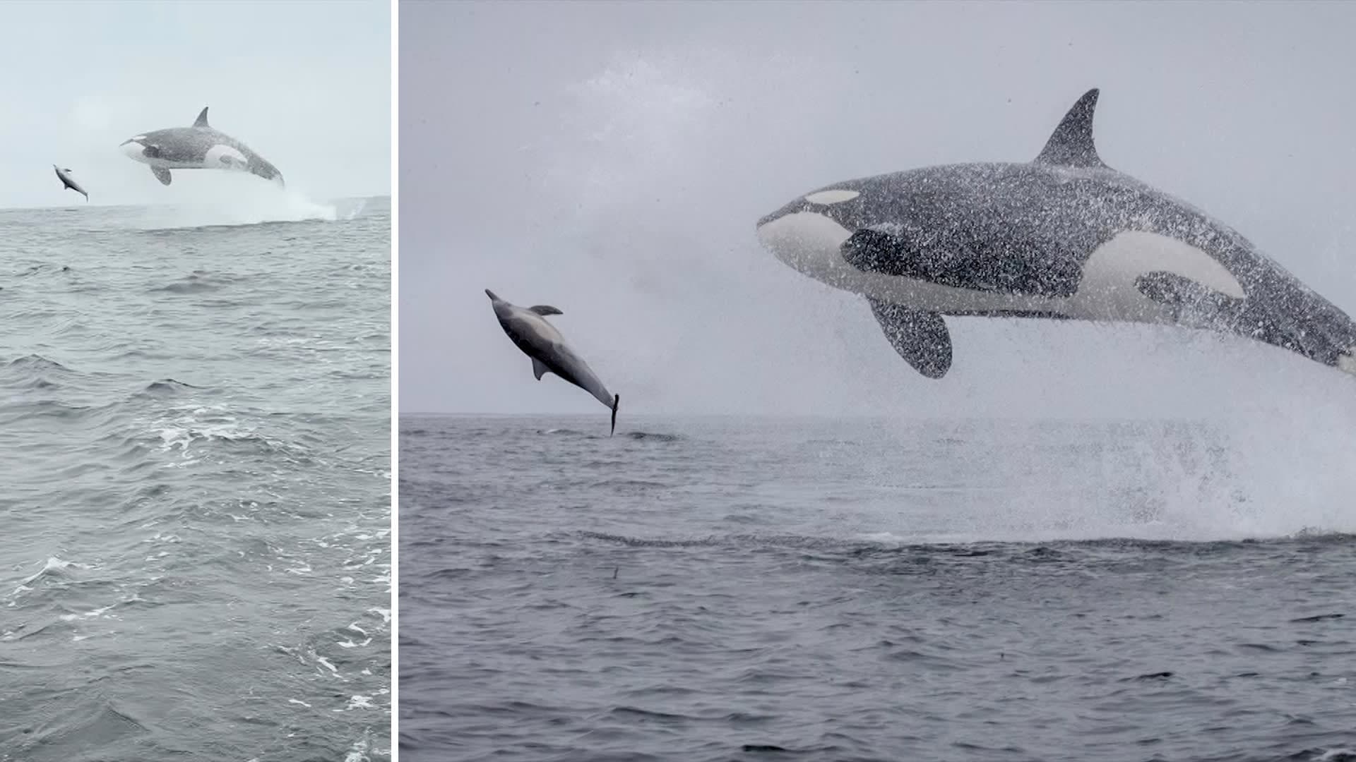 Humpback whale leaps during chase