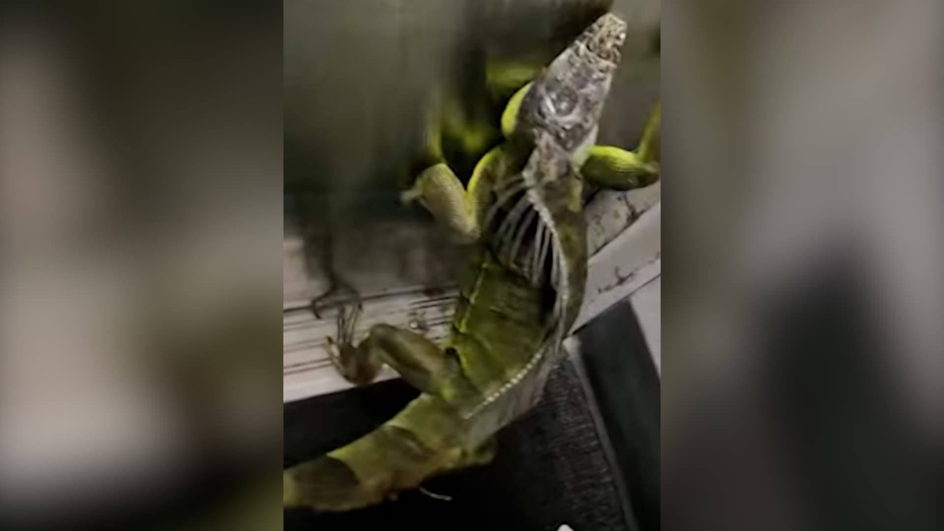 FedEx Workers Encounter Six-Foot Iguana
