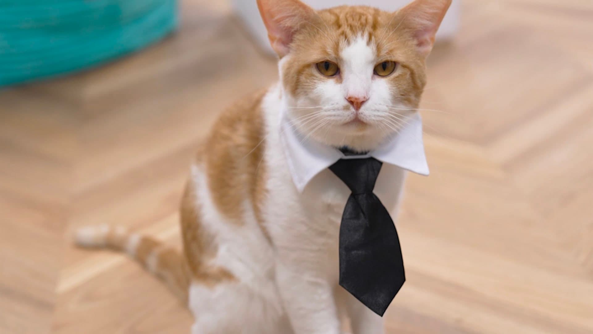 American lounge fosters cat-loving community
