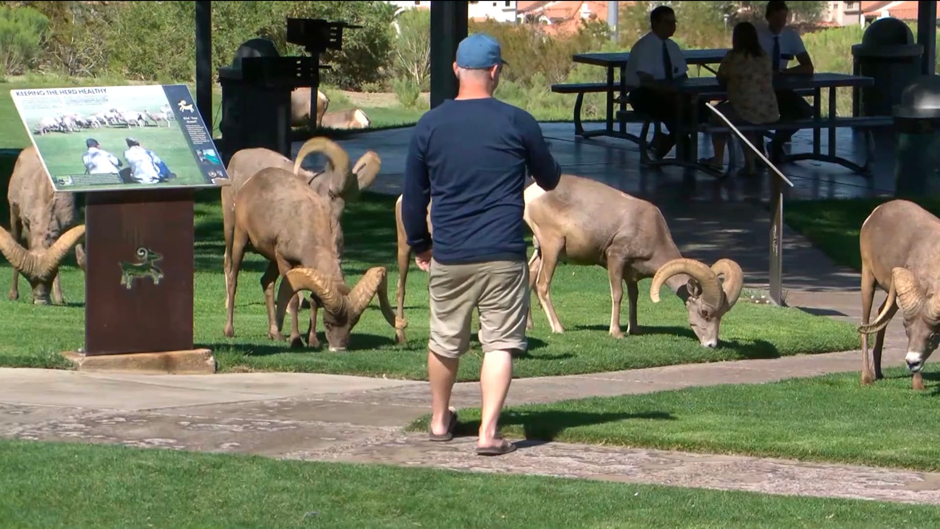 US park advises avoiding horned sheep