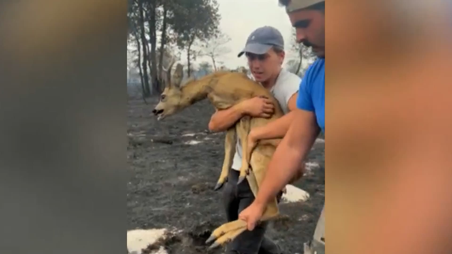 Young men rescue gazelle in forest fires