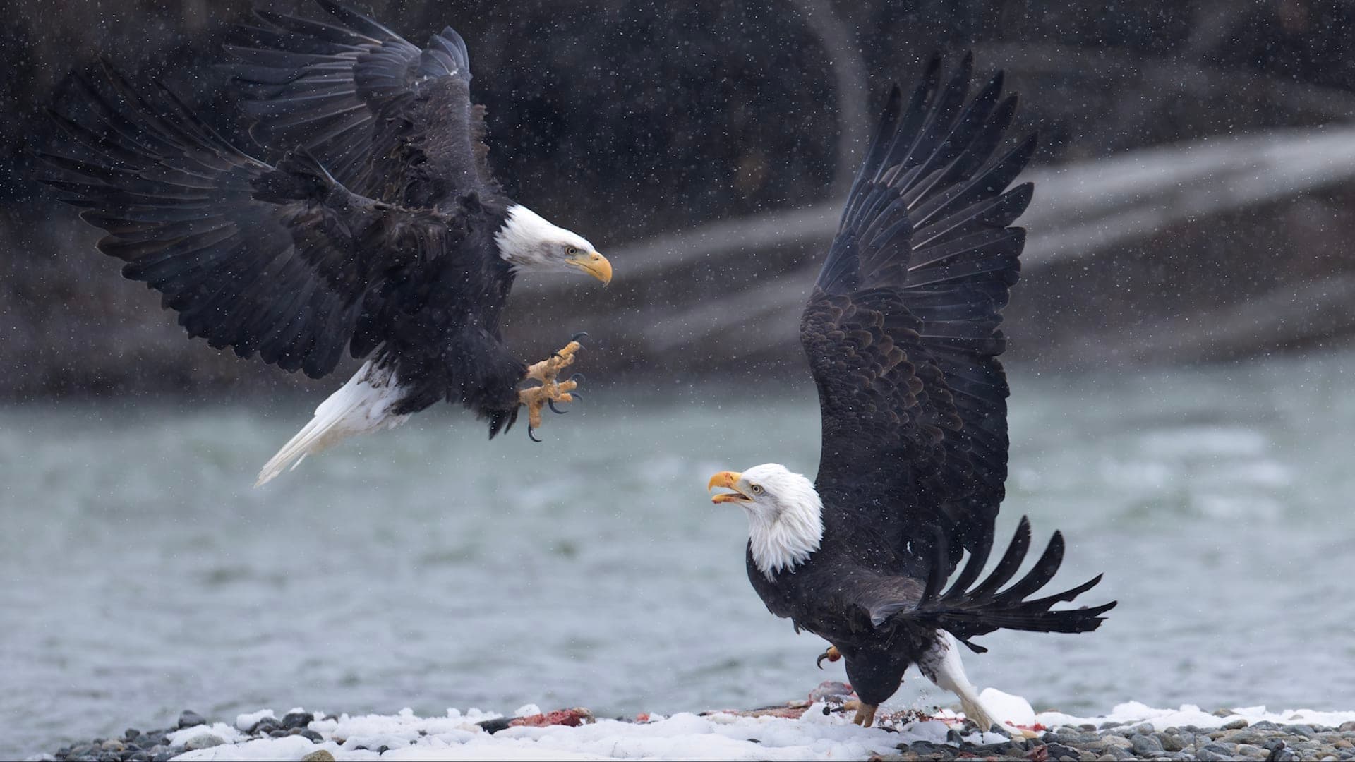 Bald eagles compete fiercely for food
