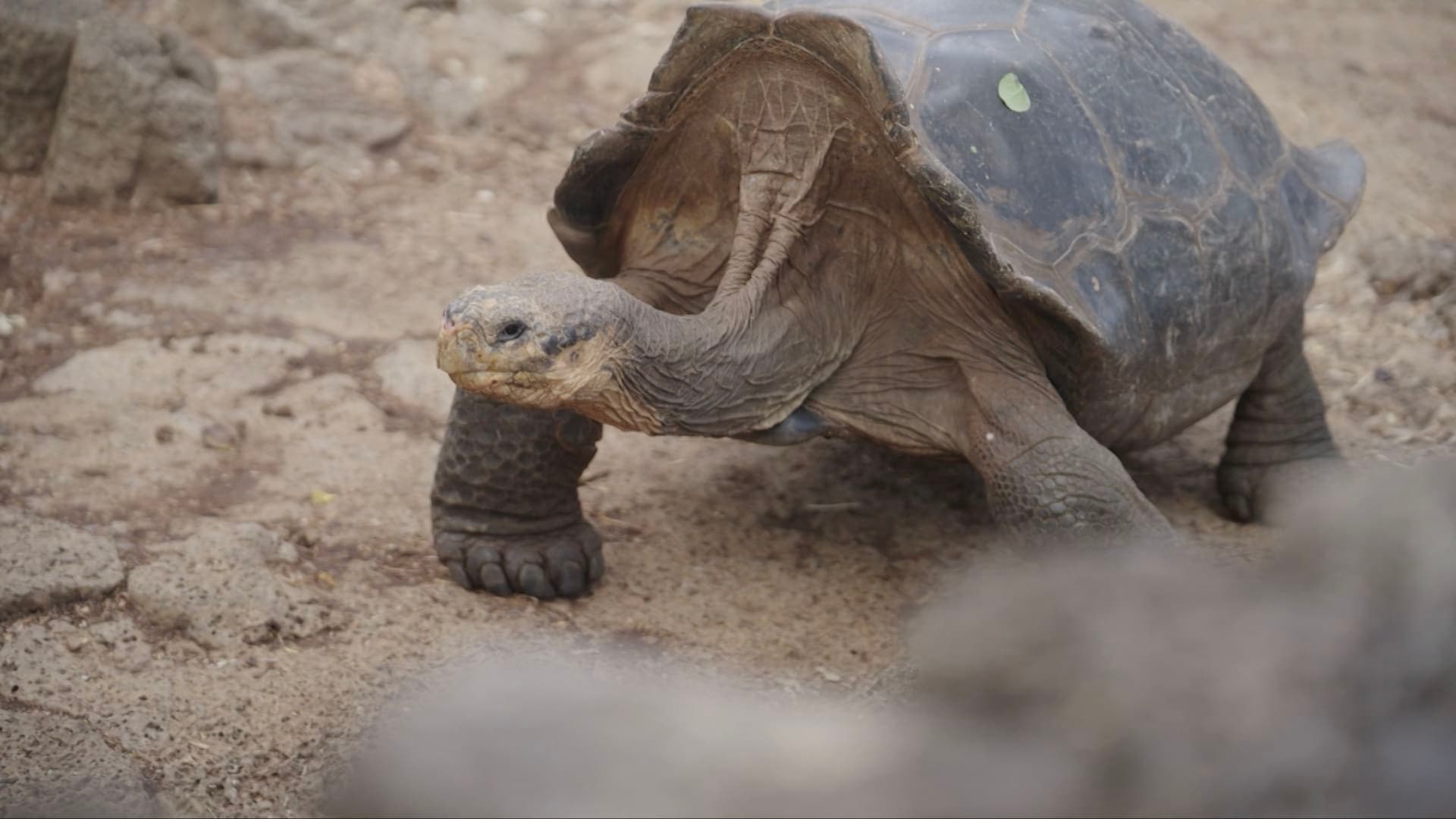 Hybrid turtles revive forest giant after 150 years