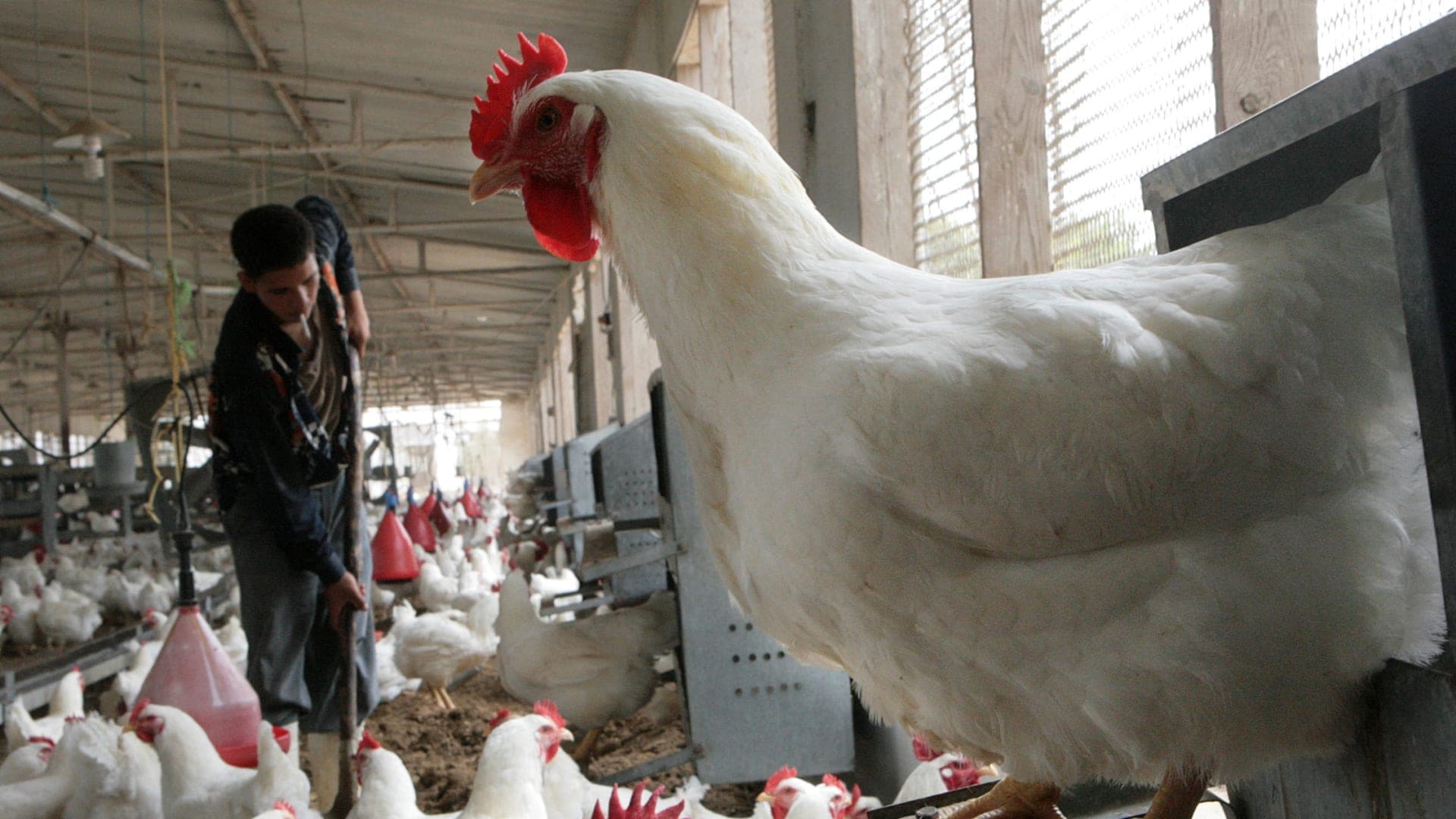Did the Al-Taybat System Affect Poultry Prices in Egypt