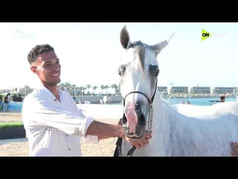 North Coast Arabian Horse Beauty Contest