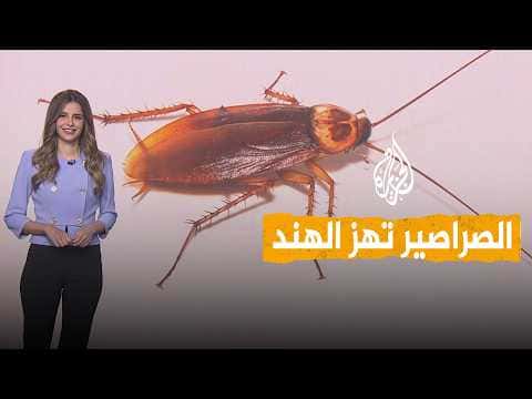 Networks | India’s "Cockroach" Movement