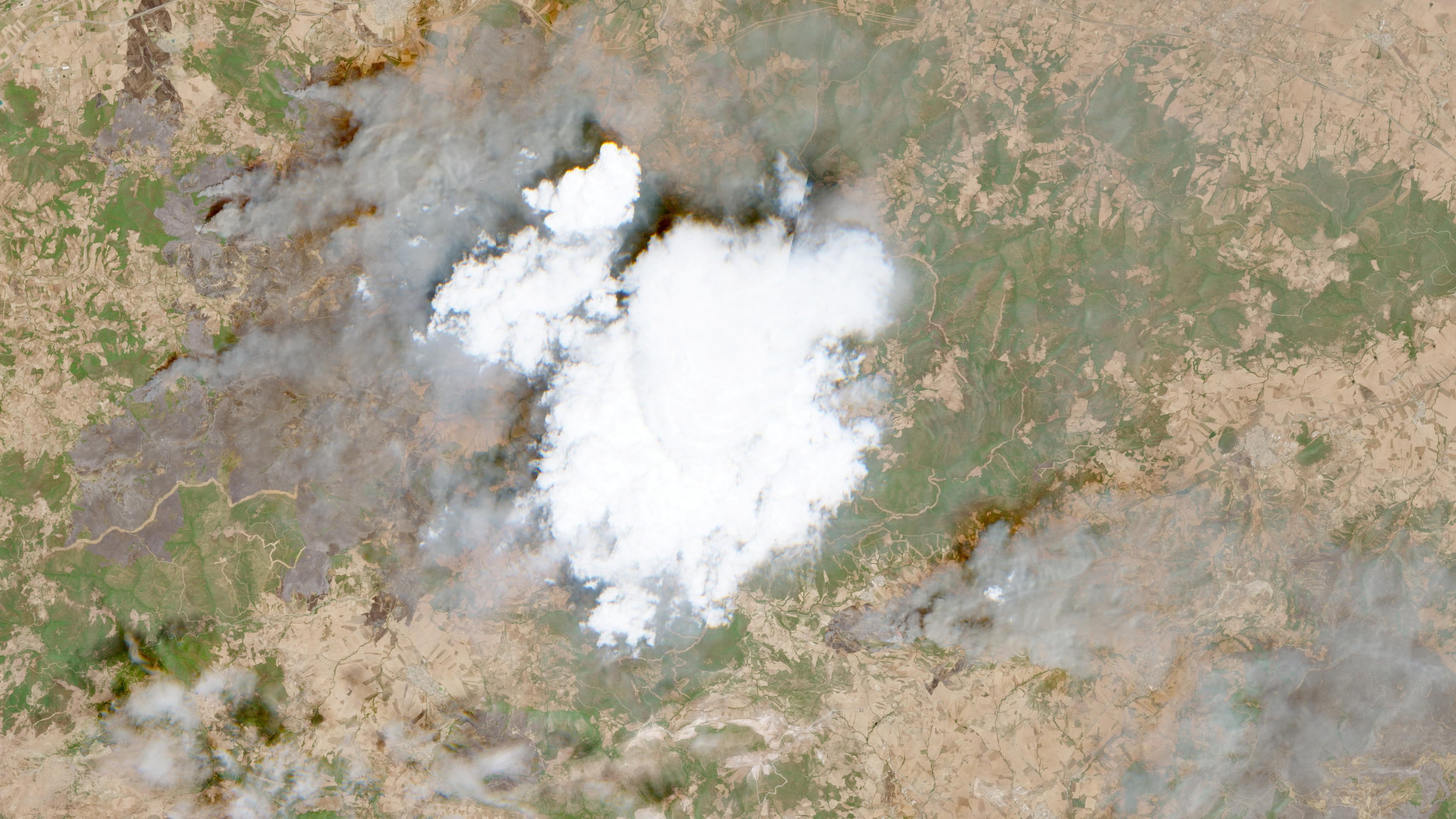 Algerian authorities arrest four over forest fires