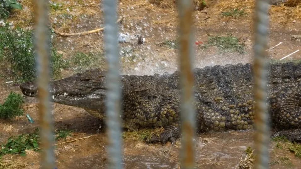 Israel uses crocodiles to threaten Palestinian inmates