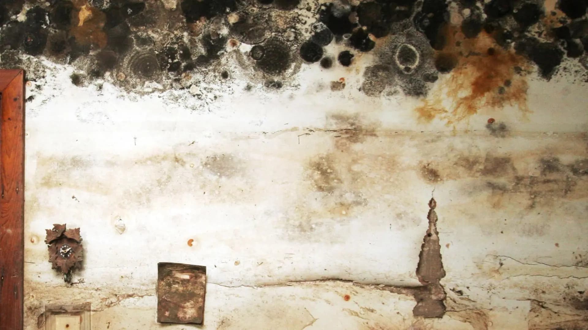 Mold-related fungal infection risks
