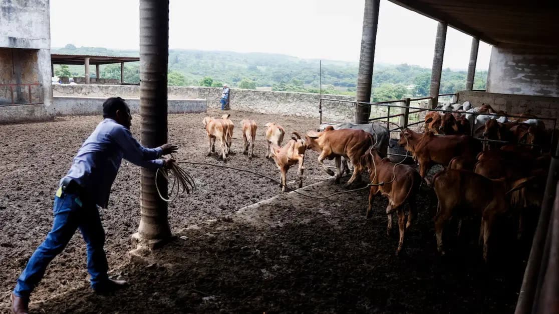 Washington reopens borders to Mexican cattle