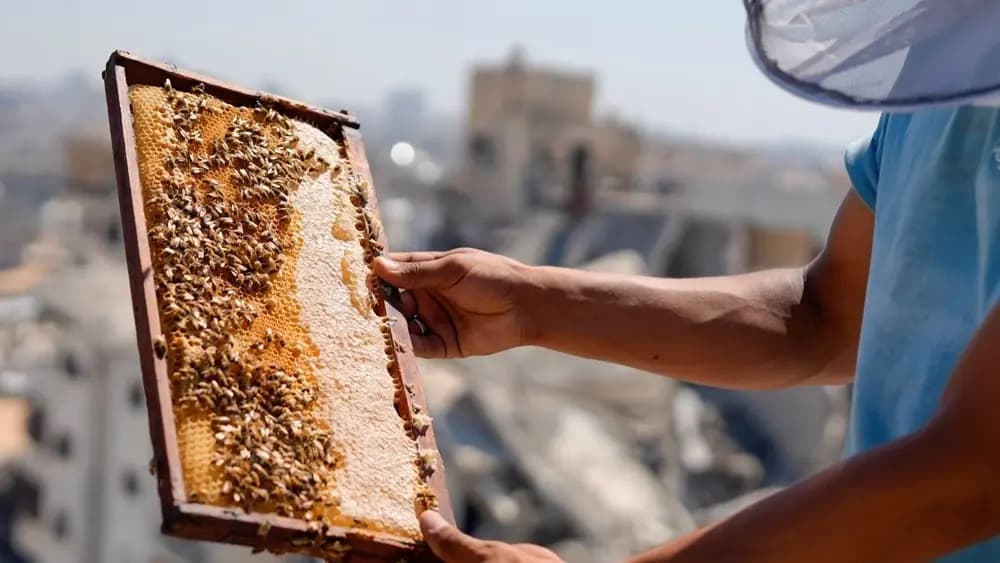 Gaza beekeepers revive honeycombs