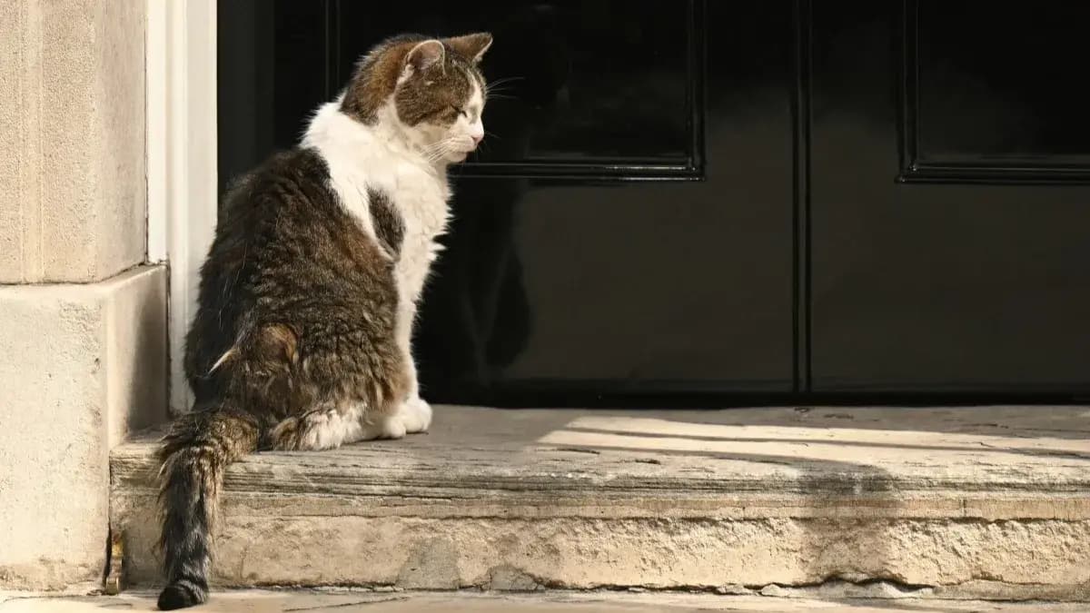 Larry the cat awaits new Prime Minister