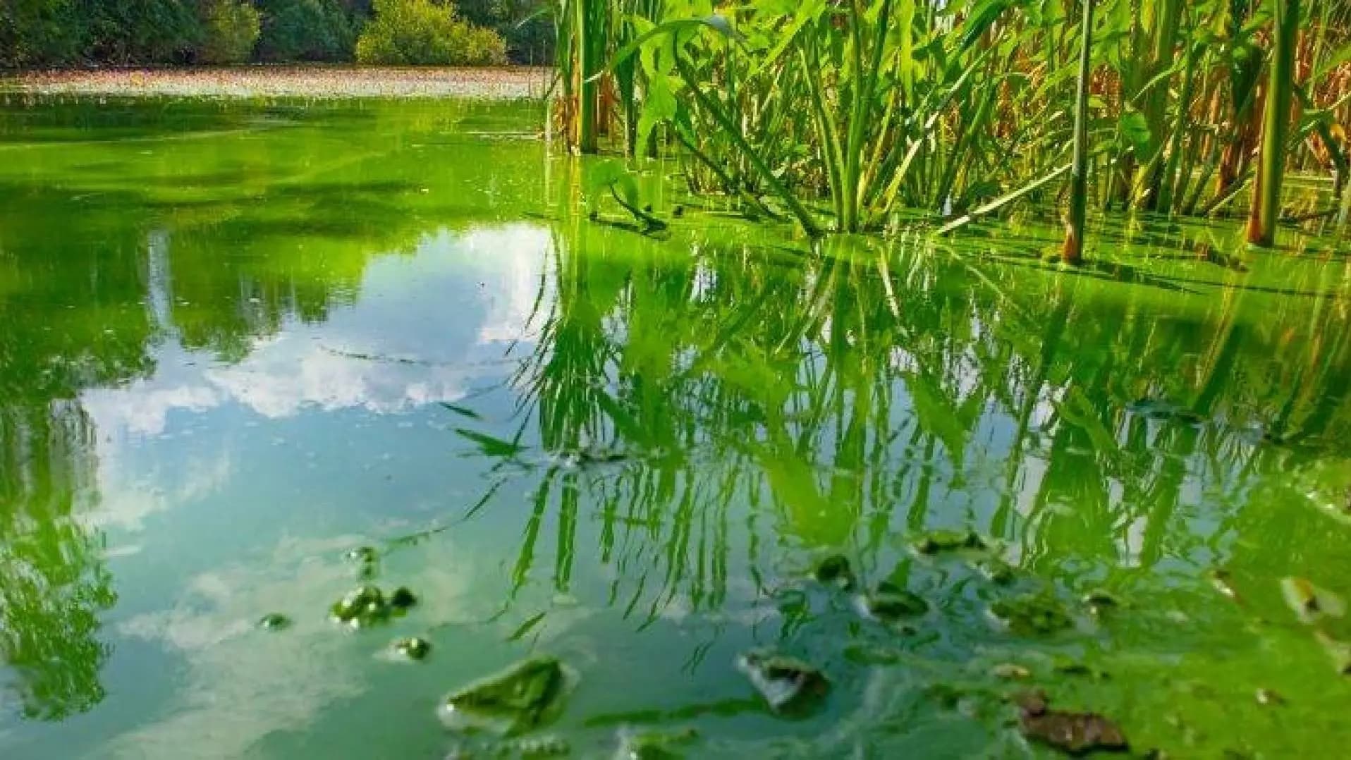 Hidden Air Threat from Algae Toxins