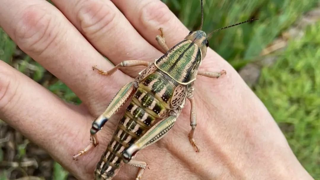 Locust swarm storms Istanbul