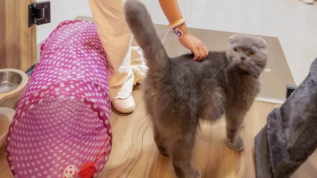 Dubai improves animal welfare with shelter and digital adoption
