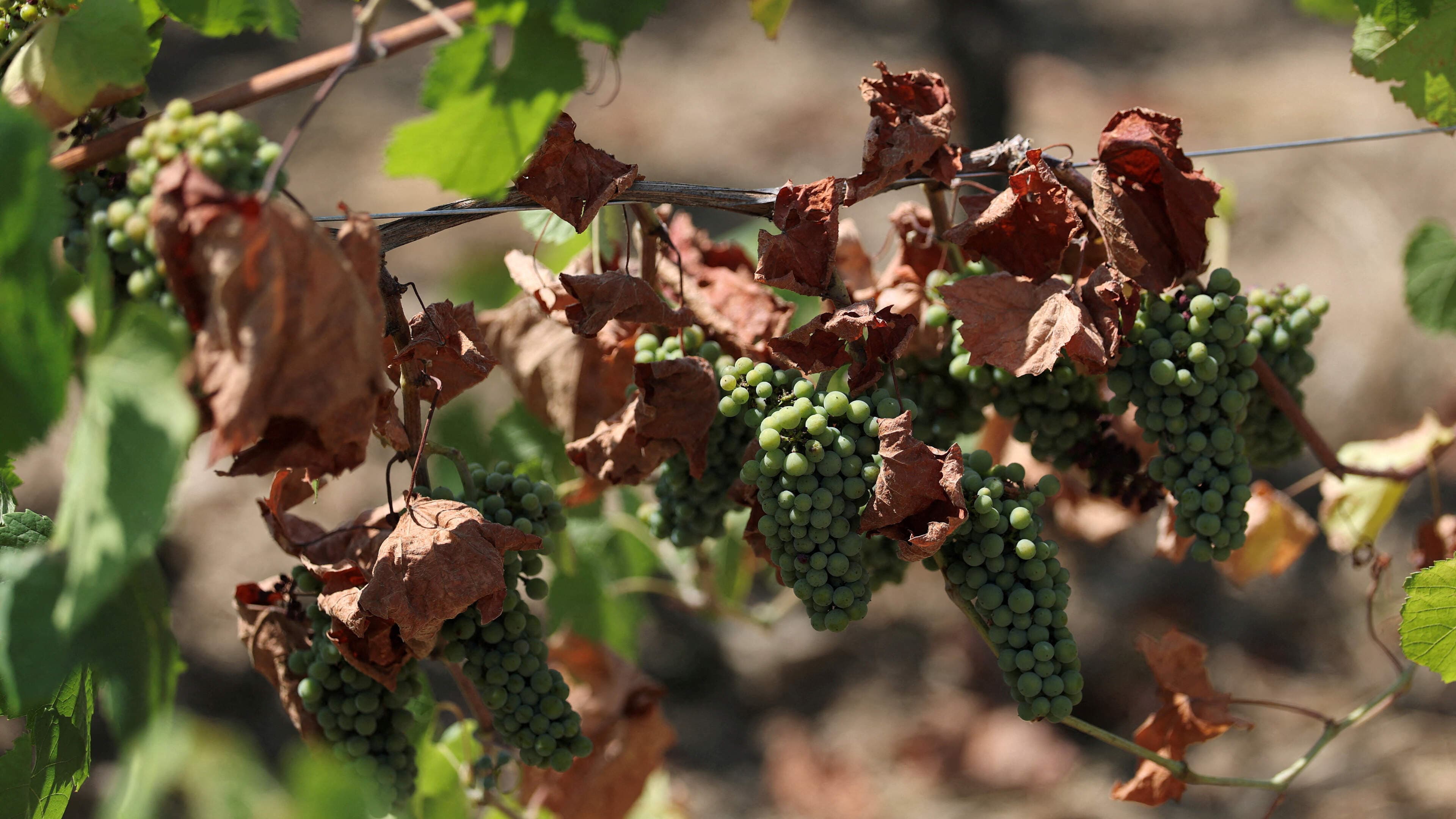 French wine production dips to 30-year low