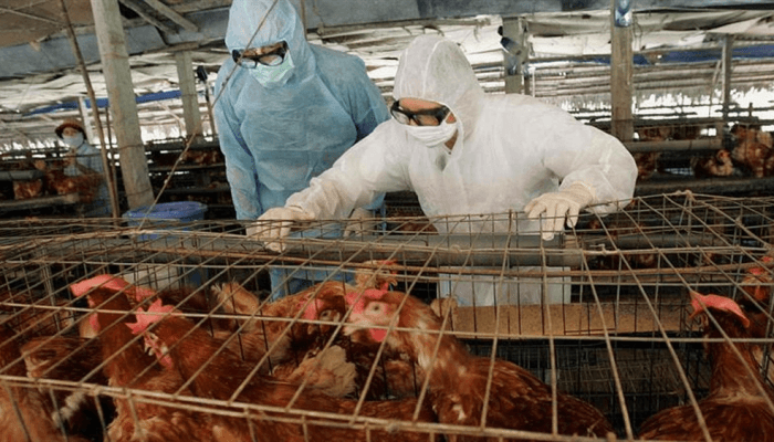 Australia cites 2 more bird flu cases
