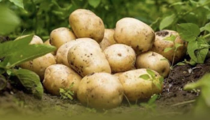 Oman Organic Farm to Expand