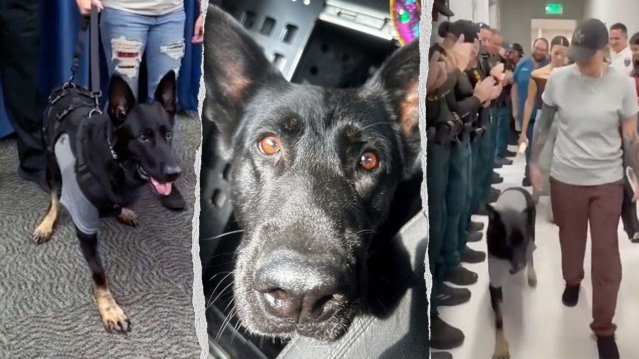 Florida K-9 returns after injury
