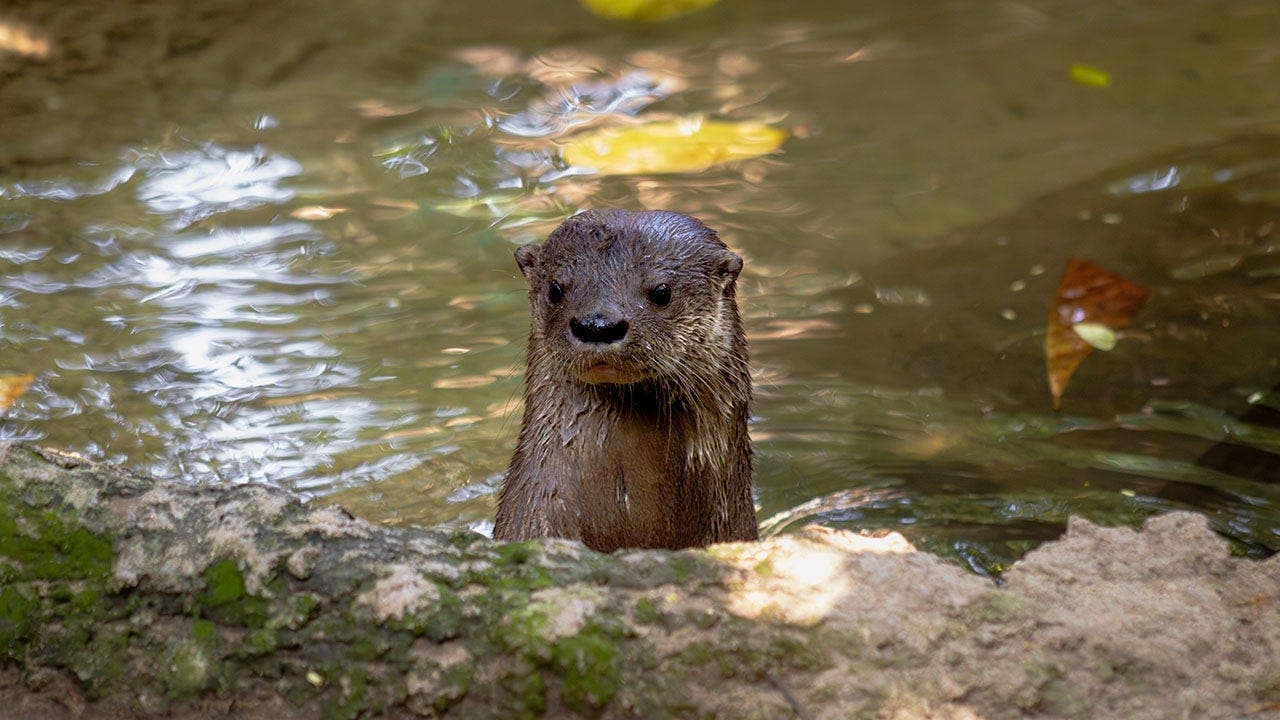 Swim instructor hospitalized after otter attack at Lake Tahoe