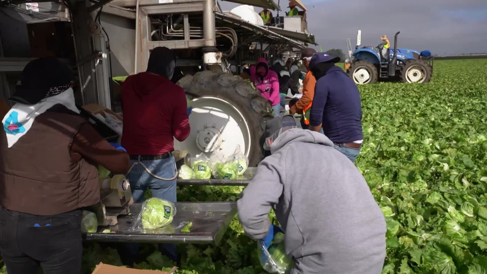 Farmers Destroy Millions of Lettuce Heads Amid Consumer Concerns