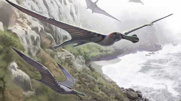 Fossil reveals ancient Egyptian sky dwellers